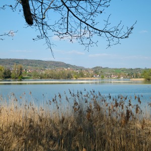 Löchligaischt Schilf am Bodensee