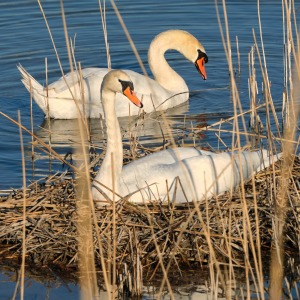 Höckerschwäne am Nest